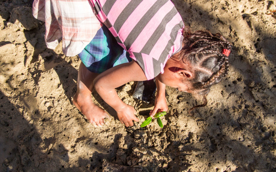 Réhabilitation de la mangrove