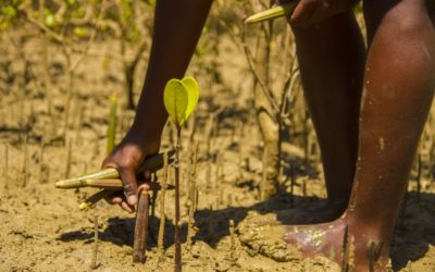 Planter des arbres (qui stockent du carbone) pour compenser nos émissions de CO2