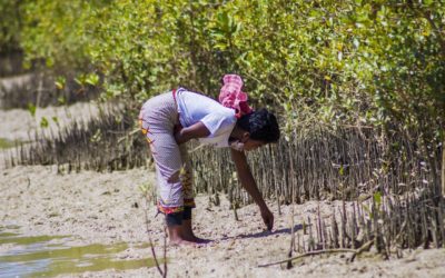 ONG Bel Avenir face aux forêts de mangrove largement menacées.