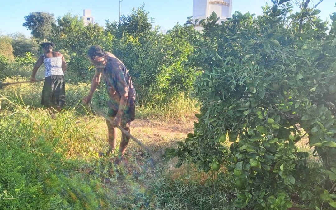 « Révolution Verte à Mangily : Comment l’Agroforesterie et l’Innovation Cultivent l’Autosuffisance »
