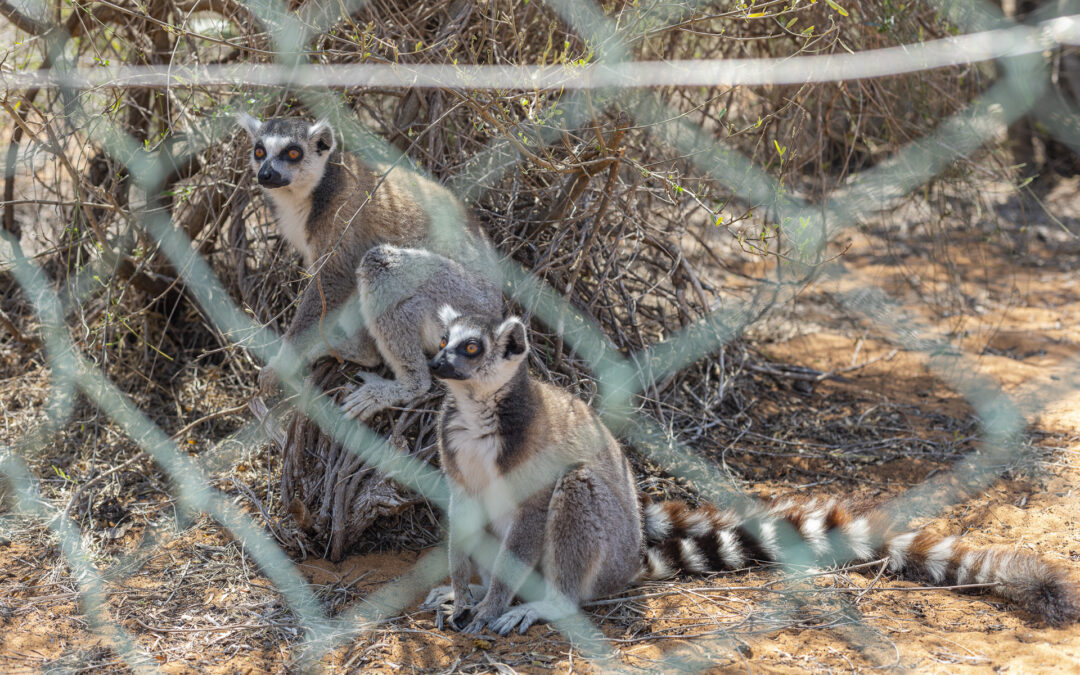 La Journée Mondiale de la Biodiversité : Un Engagement pour un Avenir Durable