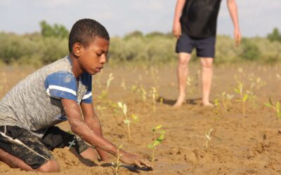 Journée mondiale de la mangrove : Une opération de reboisement réussie